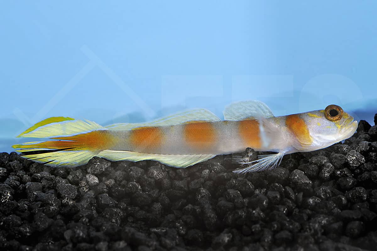 Cryptocentrus aurora - Pinkband Partnergrundel (6 - 8 cm)