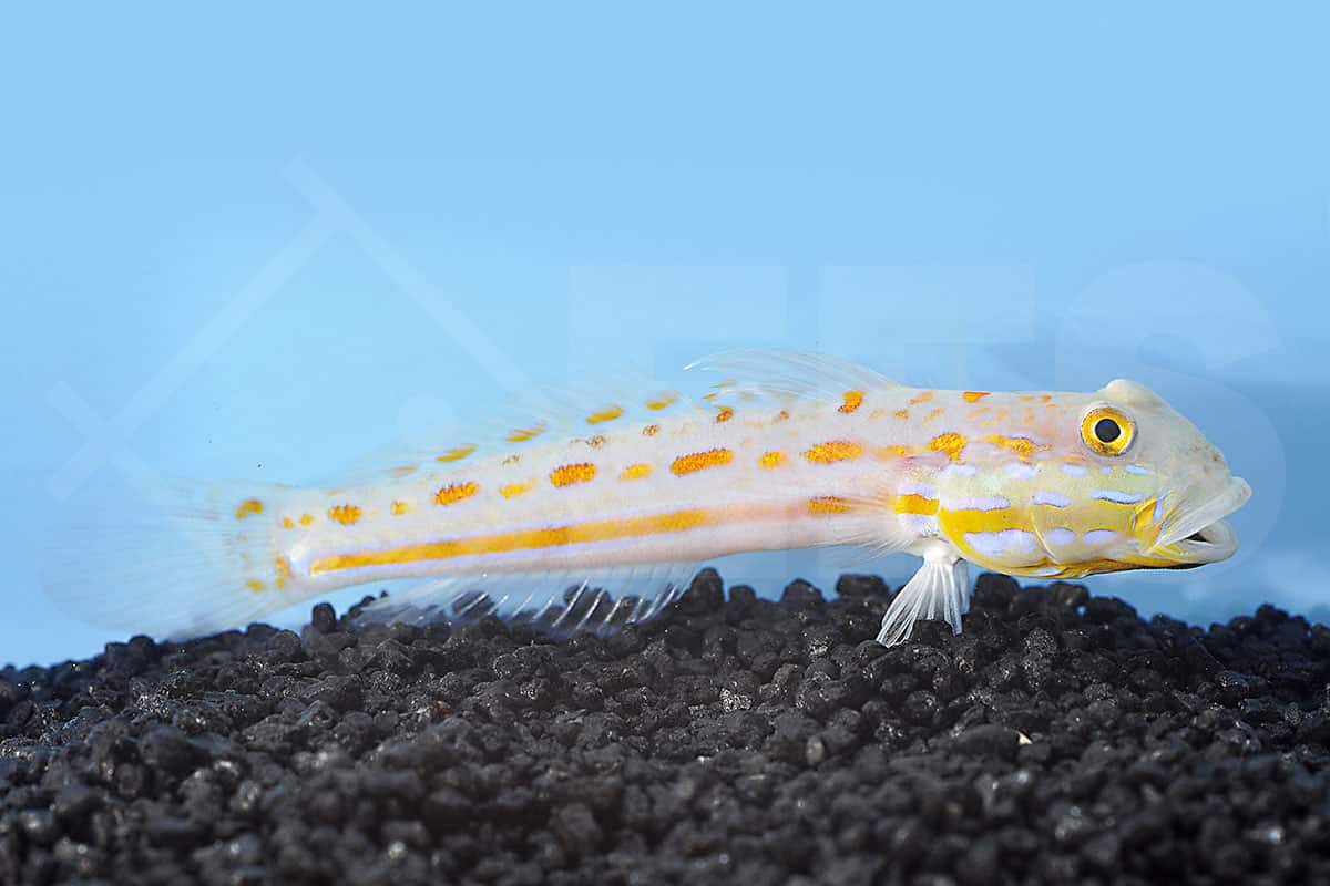 Valenciennea puellaris - Maiden Schläfergrundel (5 - 7 cm)