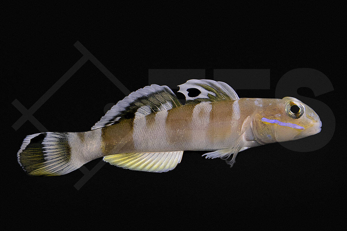 Valenciennea wardii - Breitband Schläfergrundel (4 - 6 cm)