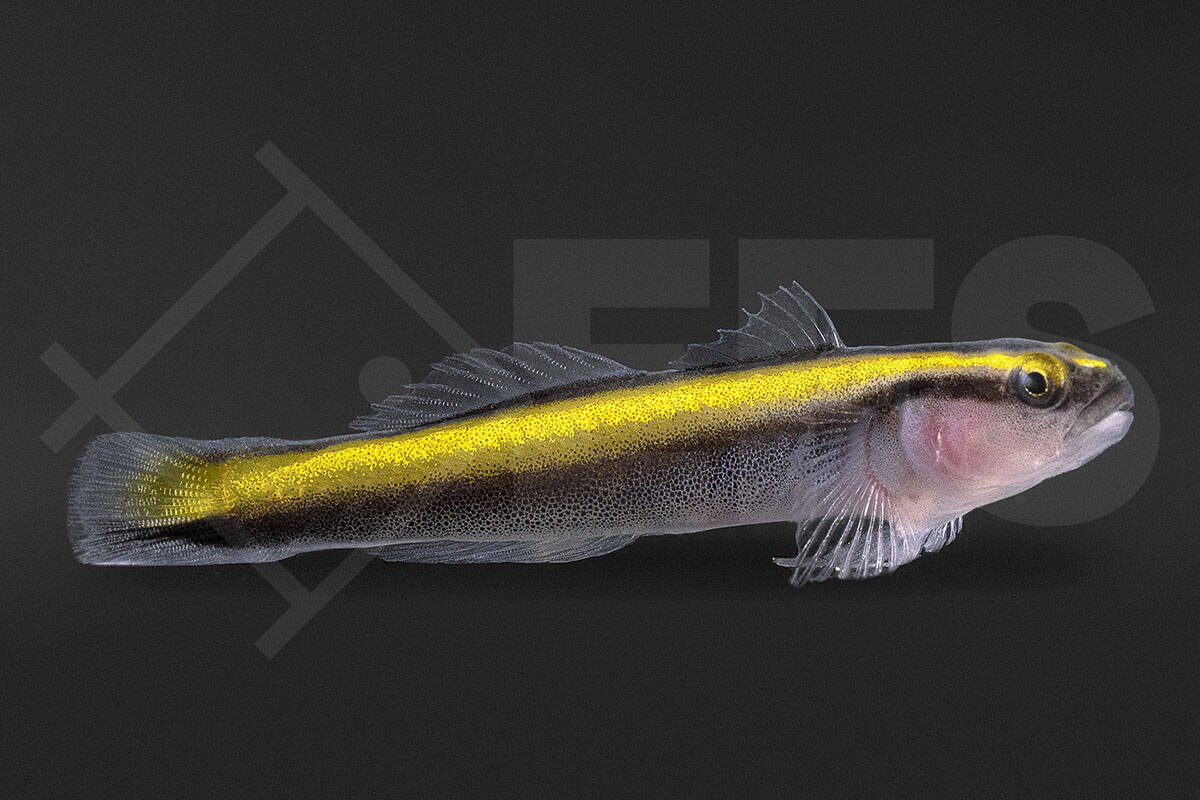 Elacatinus figaro - Gelbe Neonputzergrundel NZ (2 - 3 cm)