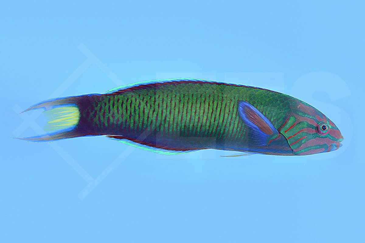 Thalassoma lunare - Mondsichel Junker (12 - 15 cm)