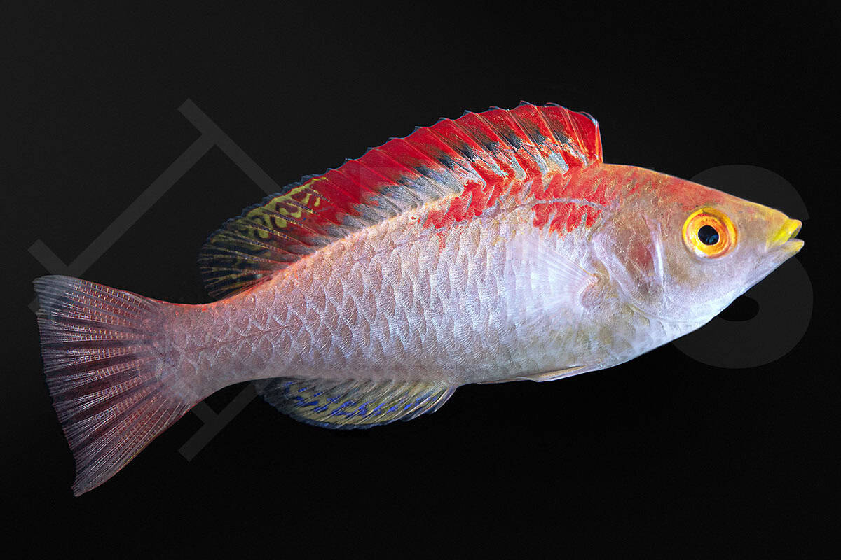 Cirrhilabrus adornatus - Debelius Zwerglippfisch (4 - 5 cm)
