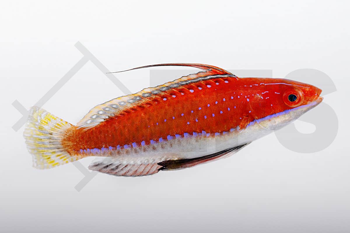 Cirrhilabrus rubriventralis - Geselliger Zwerglippfisch (4 - 6 cm)