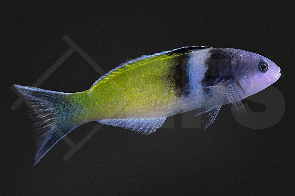 Thalassoma bifasciatum - Blaukopf Junker (7 - 9 cm)