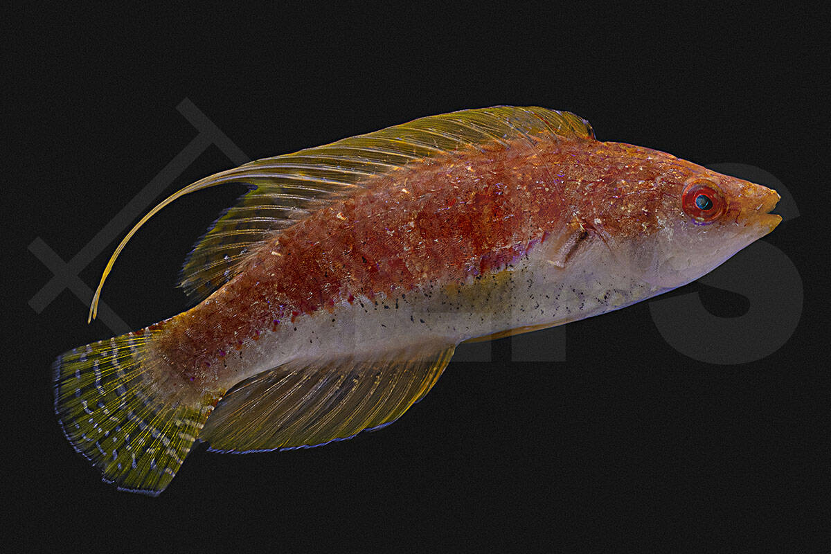Cirrhilabrus filamentosus - Wimpel Zwerglippfisch (5 - 6 cm)