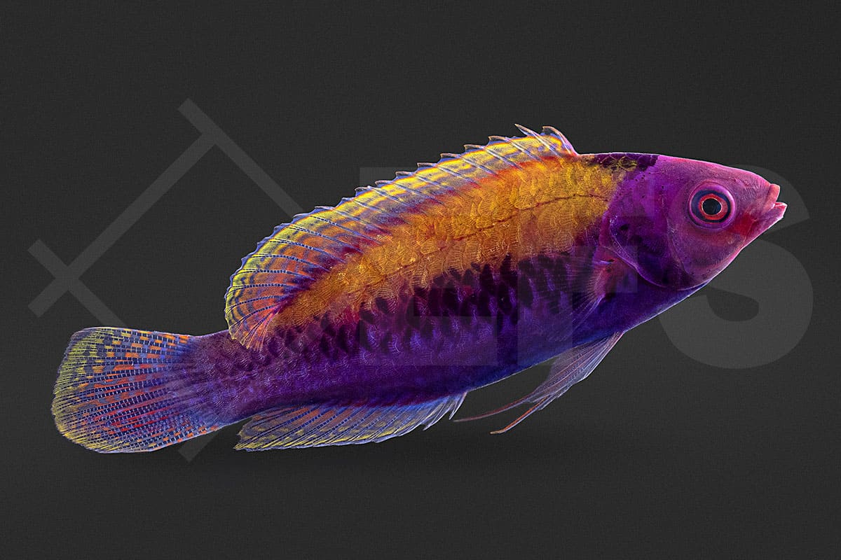 Cirrhilabrus aurantidorsalis - Orangerücken Zwerglippfisch (5 - 6 cm)