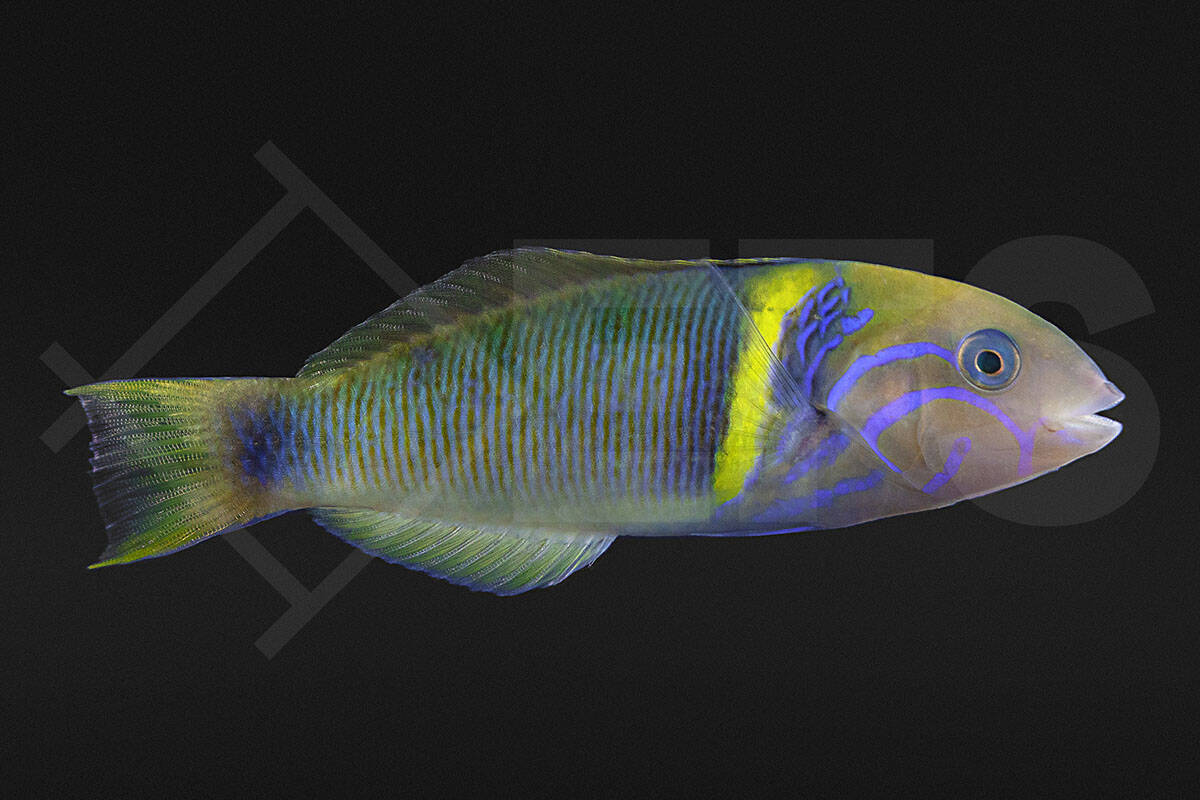 Thalassoma hebraicum - Goldband Lippfisch (7 - 9 cm)