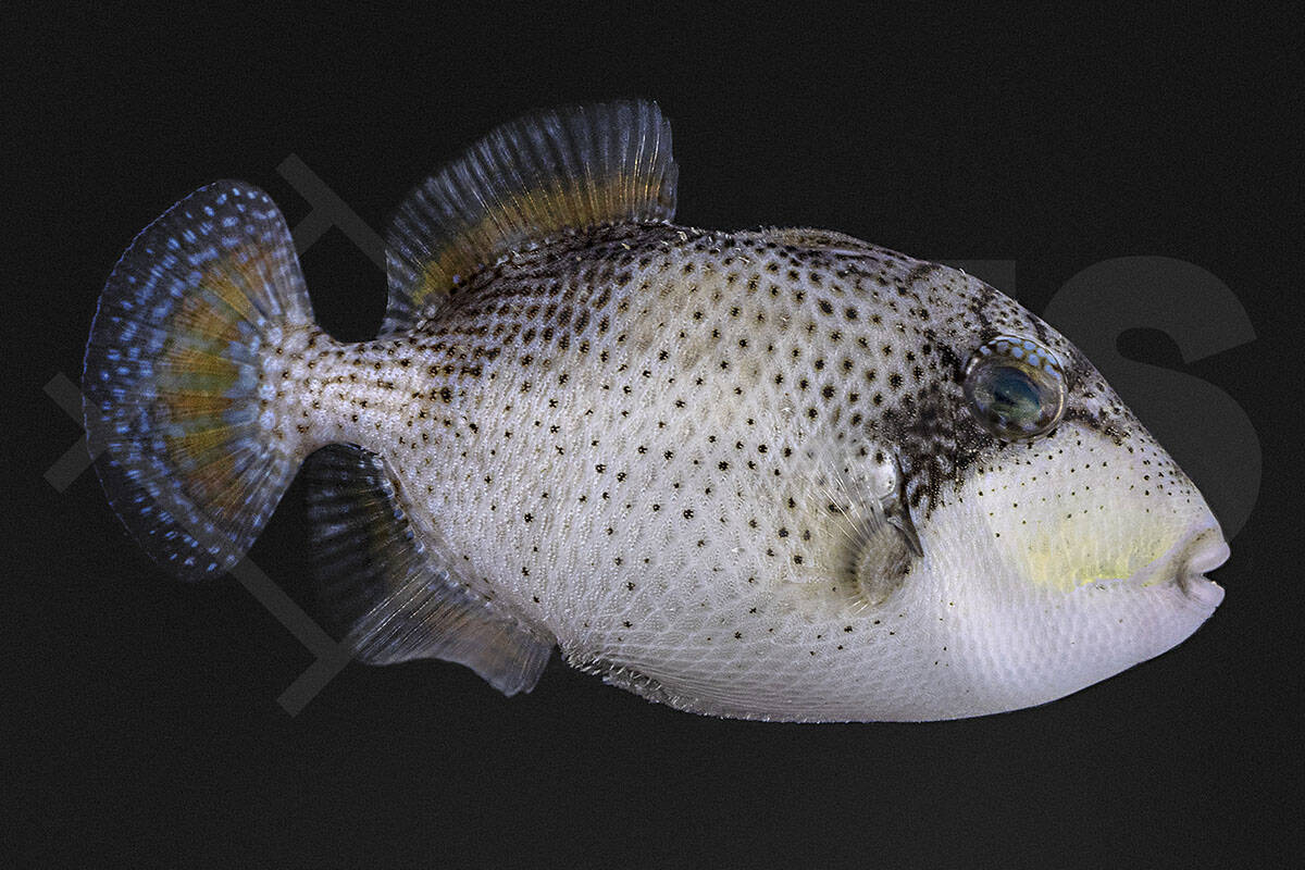 Abalistes stellaris - Sternen-Drückerfisch (5 - 7 cm)