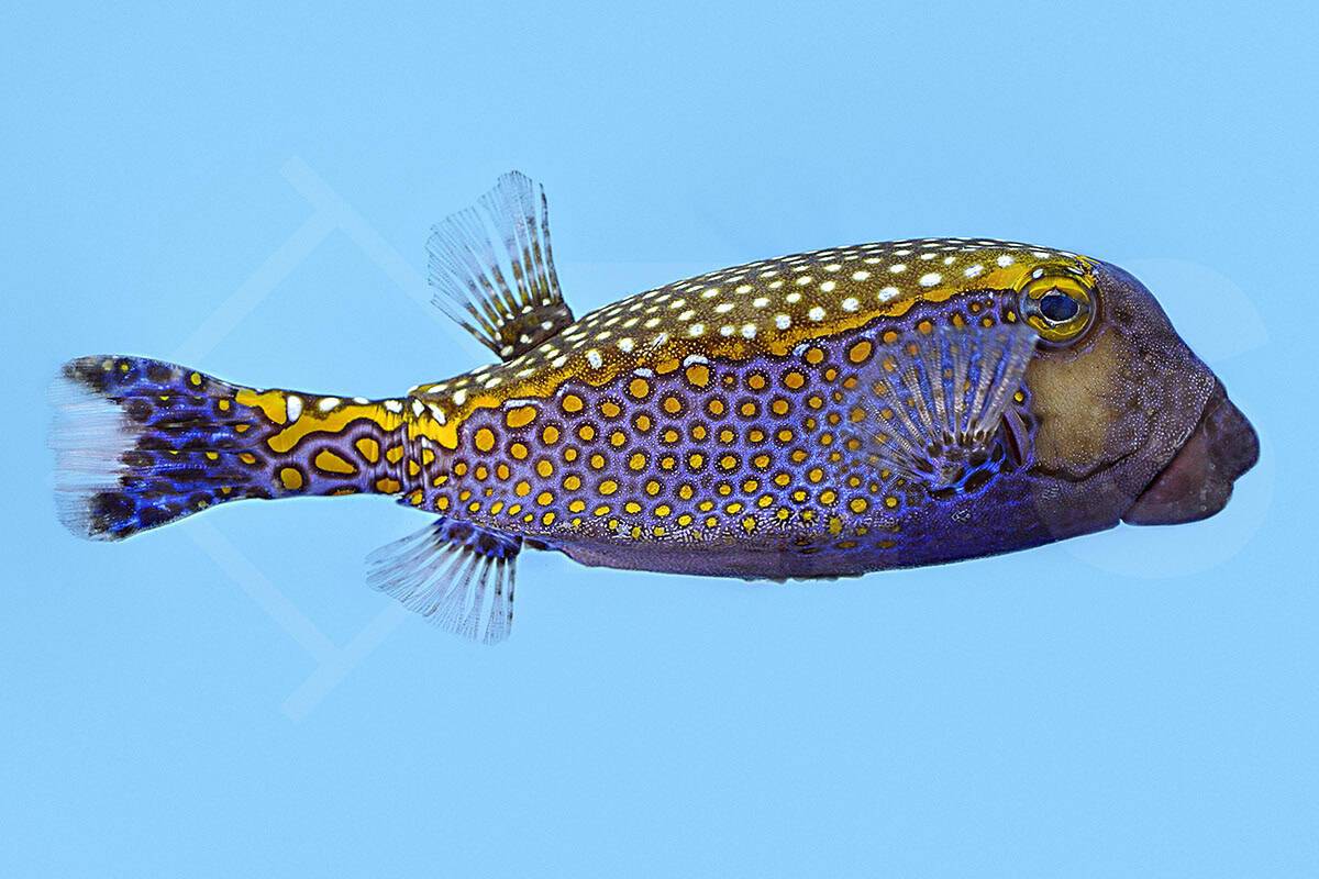 Ostracion meleagris - Weißpunkt Kofferfisch Männlich (13 - 15 cm)