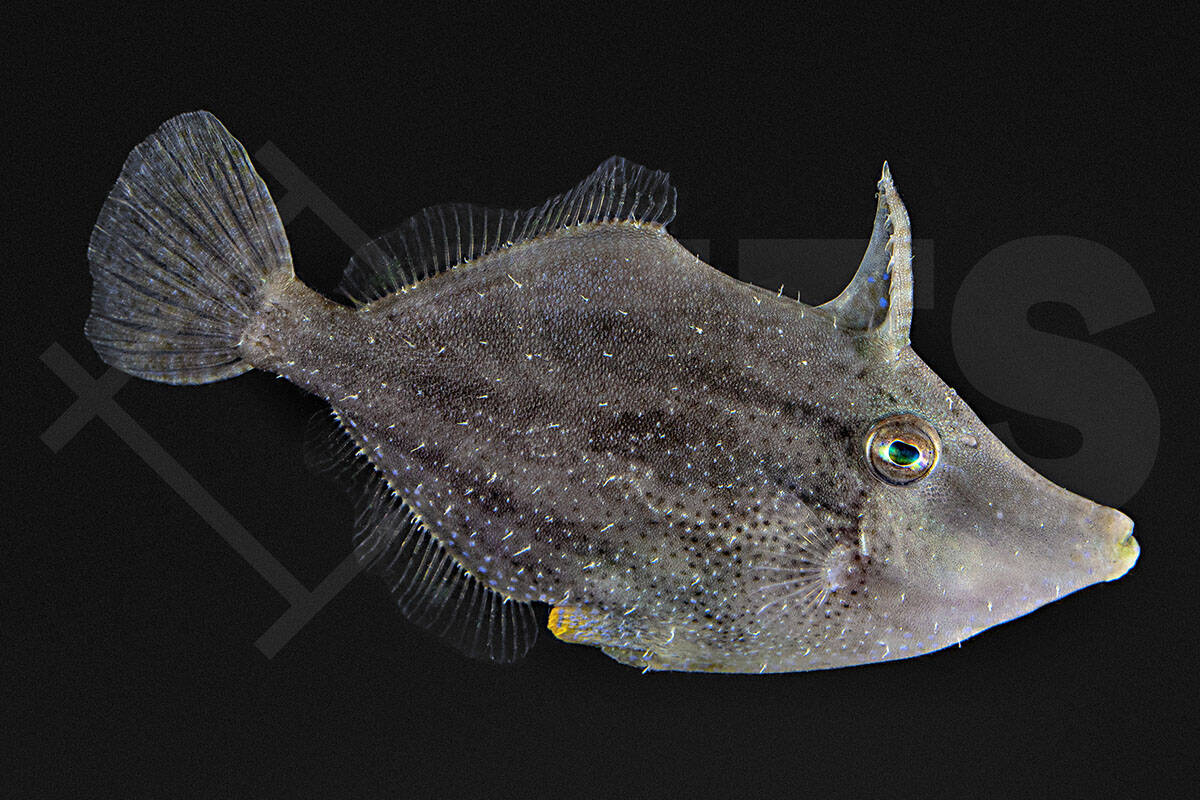 Monacanthus ciliatus - Gesäumter Feilenfisch (5 - 6 cm)